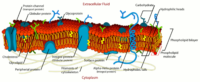 Cell Membrane